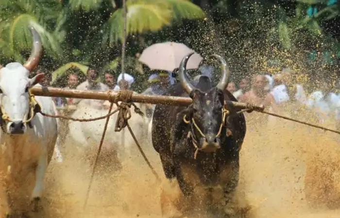 Anandapally Bull Surfing