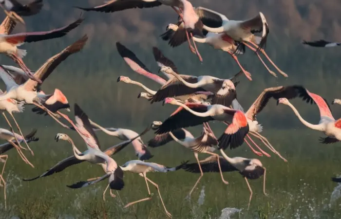 Best Bird-Watching Spots to Visit in South India