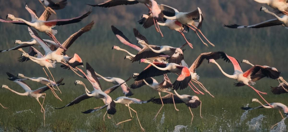 Best Bird-Watching Spots to Visit in South India