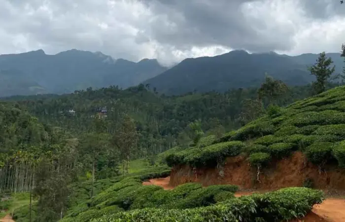 Coorg Coffee Plantation