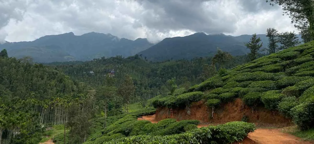 Coorg Coffee Plantation