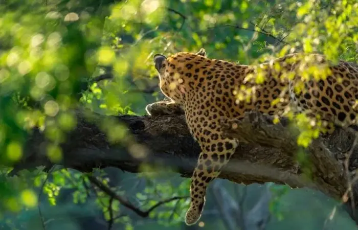 Kabini Wildlife Sanctuary