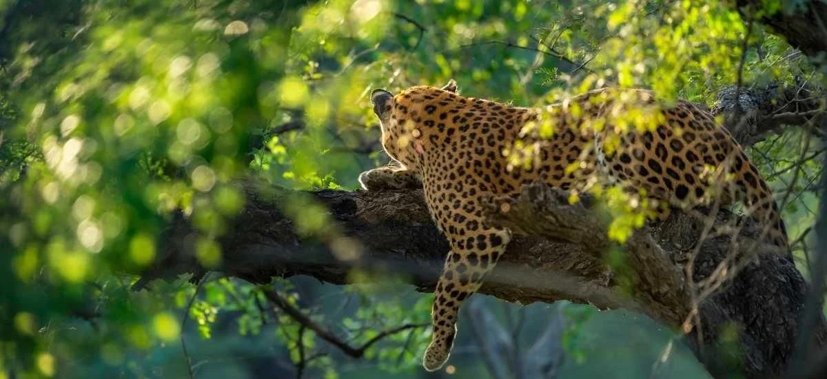 Kabini Wildlife Sanctuary