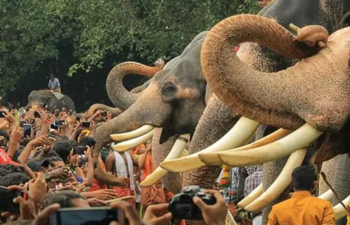 Njangattiri Aanayoottu