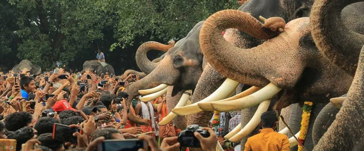 Njangattiri Aanayoottu