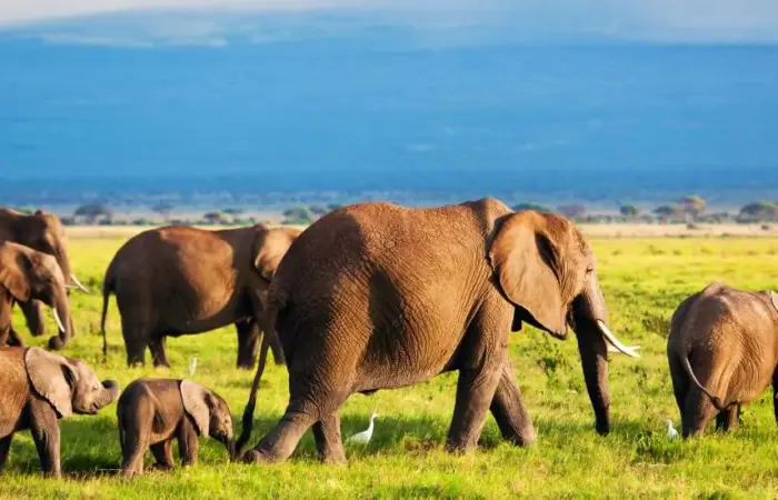 Activities in Periyar