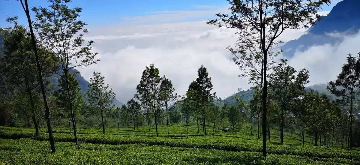 solo travel in Coonoor for women with calm weather green hills and safe relaxing environment