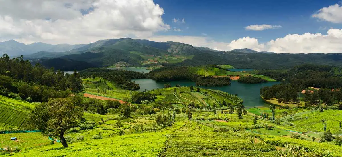 Ooty Tea Garden