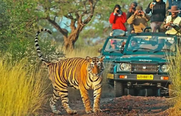 Ranthambore national park