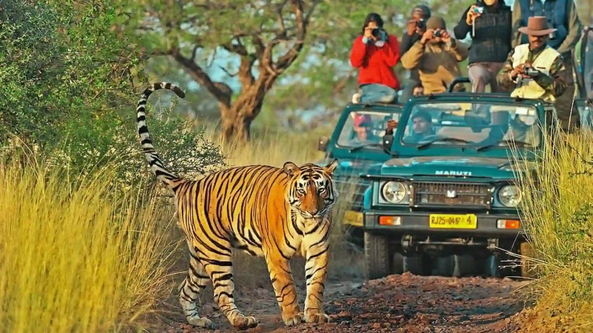 Ranthambore national park