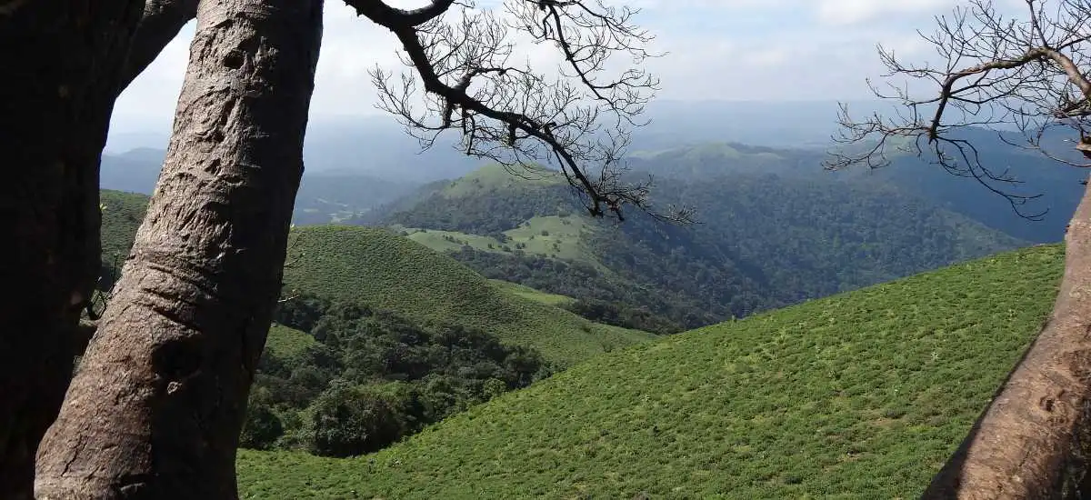 Coorg Hills