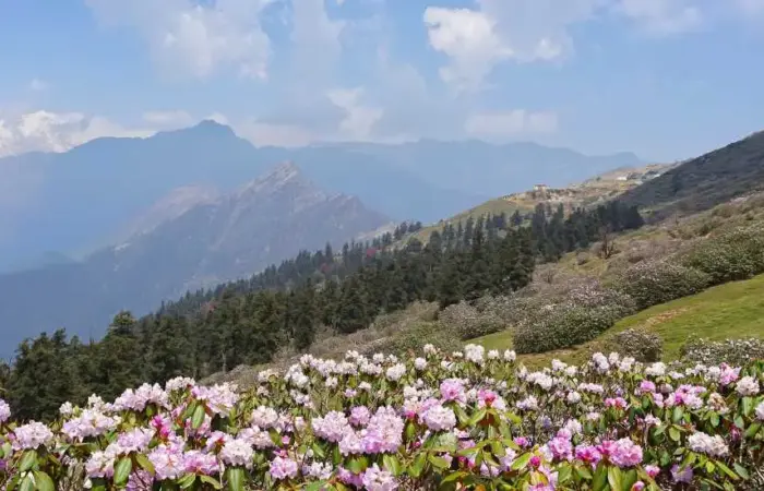 Valley of Flower