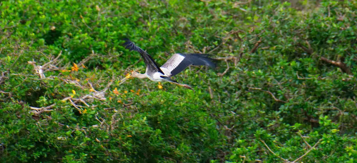 Best road trips from Chennai by car to Vedanthangal Bird Sanctuary