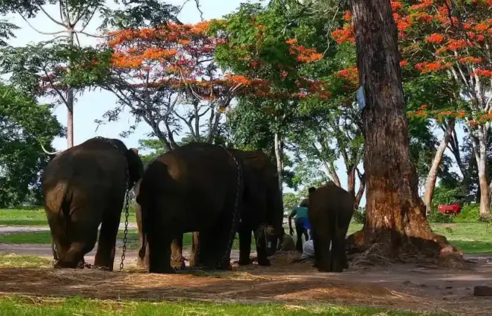 Dubare Elephant Camp