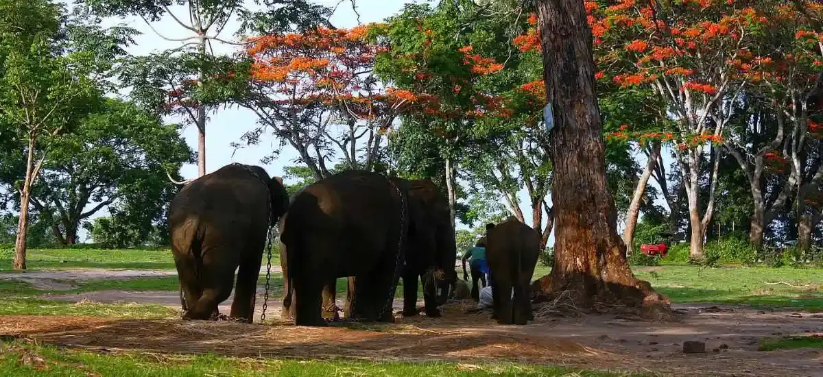 Dubare Elephant Camp