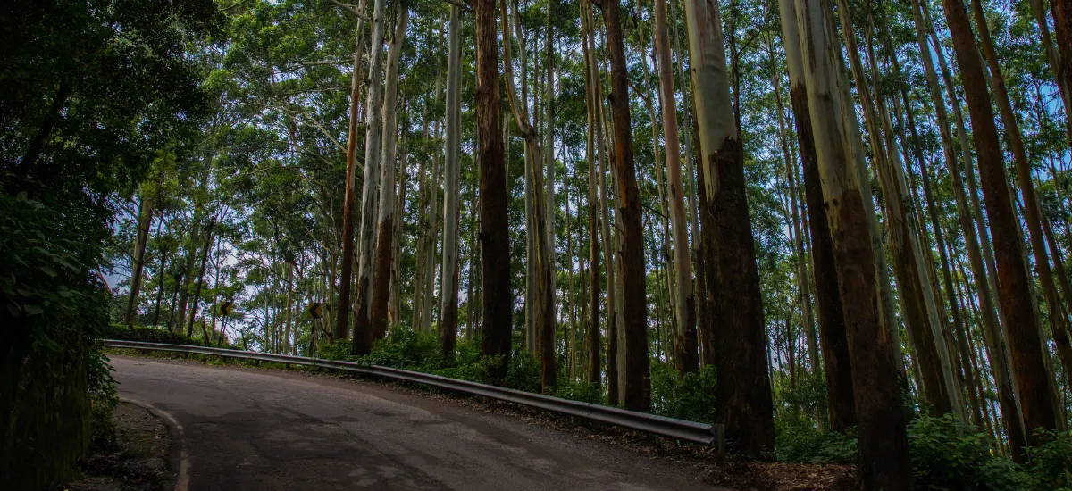 Forest road in Nilgiris