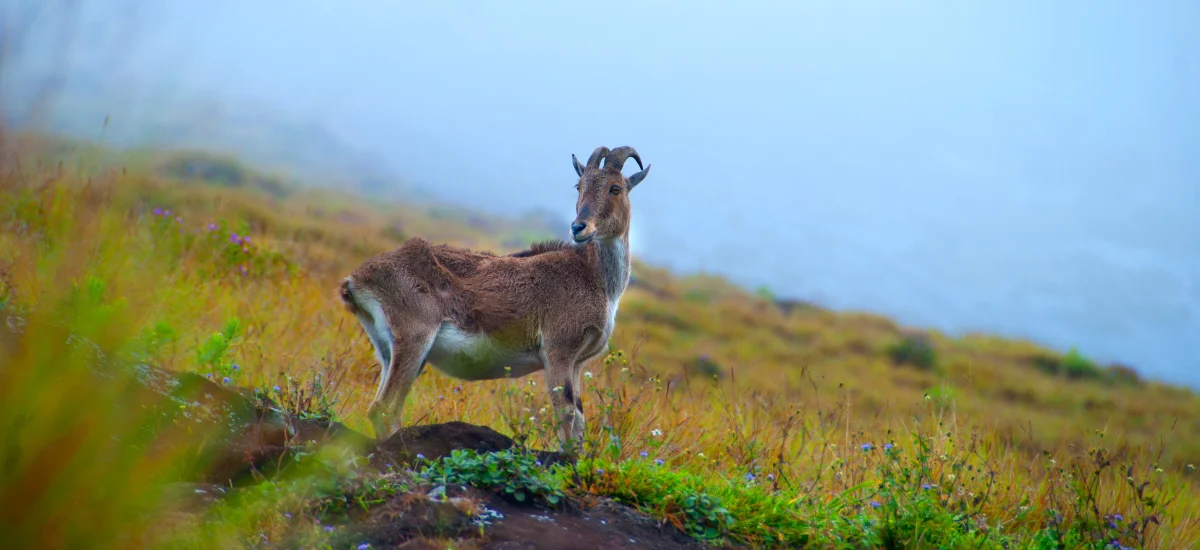 Nilgiri Tahr, and mist-covered hills