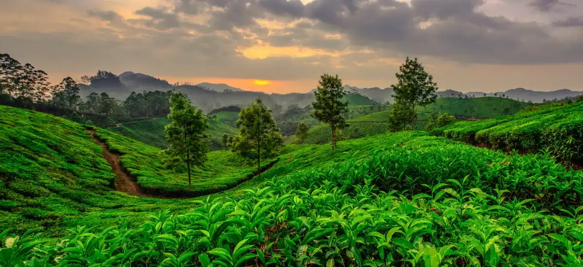 Munnar - Best honeymoon destinations in India in July